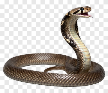 Realistic Cobra Snake PNG