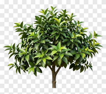 Green Tree PNG