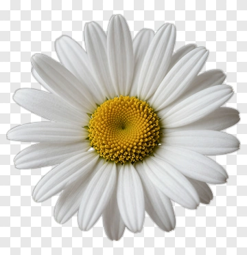 White Daisy Flower PNG