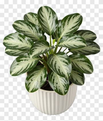 Green Plant In White Pot PNG