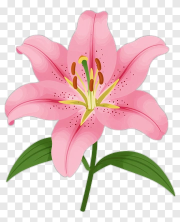 Pink Lily Flower PNG