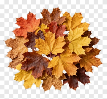 Colorful Maple Leaves PNG