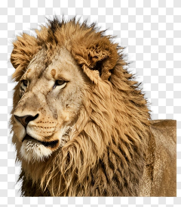 Majestic Lion Portrait PNG