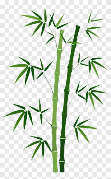 Bamboo Stalks With Green Leaves PNG