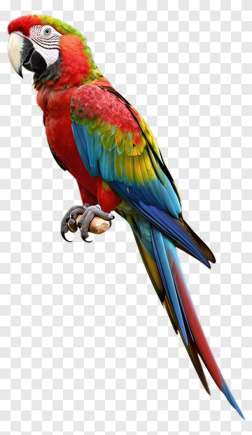 Colorful Macaw Parrot PNG