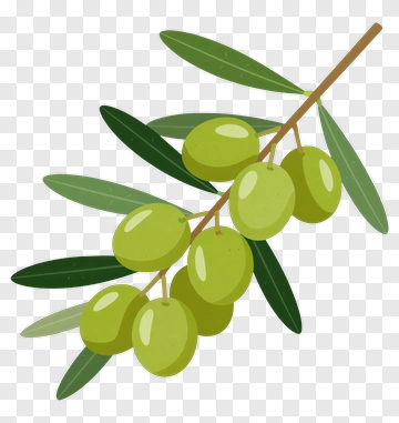 Green Olive Branch With Leaves PNG