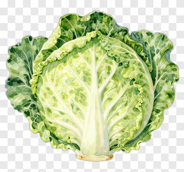 Watercolor Green Cabbage PNG