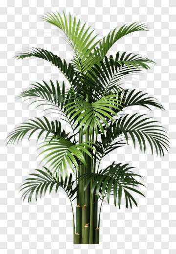 Green Palm Tree PNG
