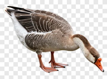 Goose Standing And Foraging PNG