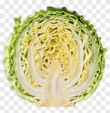 Cross-Section Of A Cabbage PNG