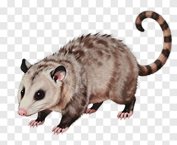 Realistic Opossum PNG