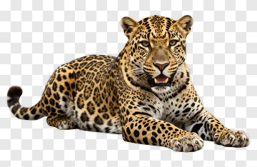 Leopard Lying On The Ground PNG