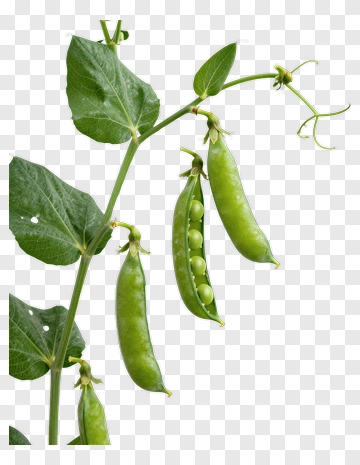 Fresh Peas On A Green Plant Stem PNG