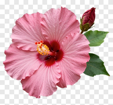 Pink Hibiscus Flower With Bud PNG