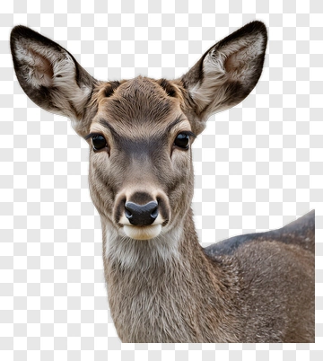 Close-Up Of A Deer PNG