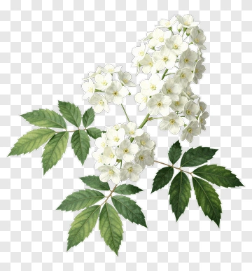 White Flowering Plant With Green Leaves PNG