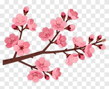 Cherry Blossom Branch With Pink Flowers PNG
