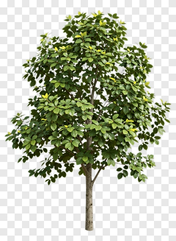 Green Tree With Foliage PNG