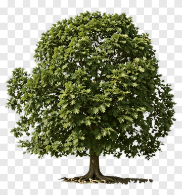 Green Tree With Dense Foliage PNG