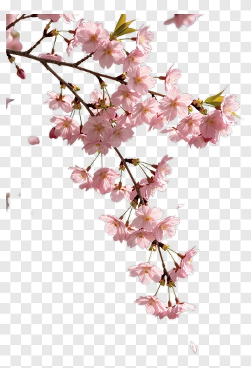 Cherry Blossom Branch With Pink Flowers PNG