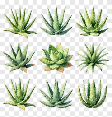Collection Of Aloe Vera Plants PNG