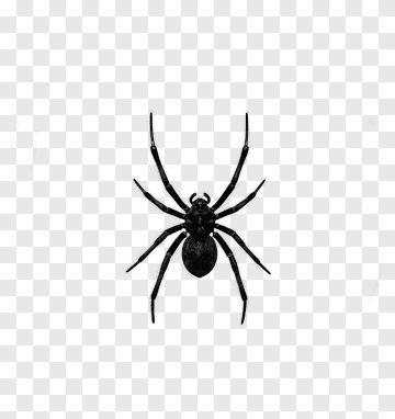 Black Spider PNG