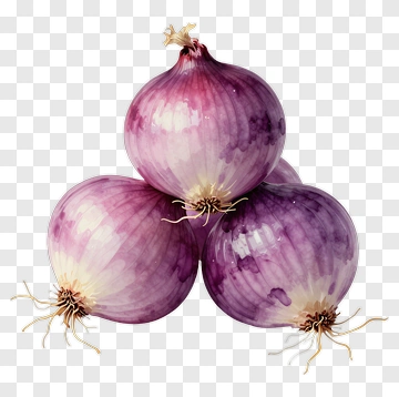 Watercolor Purple Onions PNG
