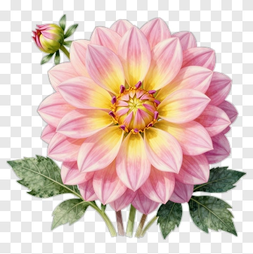 Pink Dahlia Flower With Bud PNG
