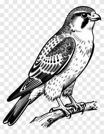 Detailed Illustration Of A Bird Perched On A Branch PNG