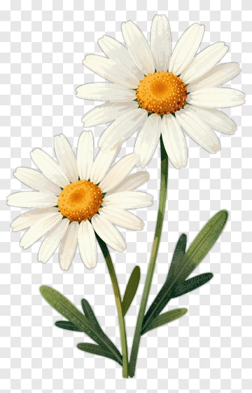 Daisy Flower Bouquet PNG