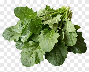 Fresh Green Spinach Leaves PNG
