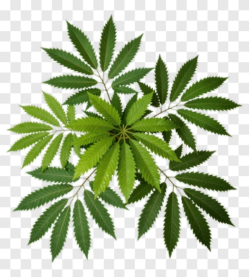 Green Leaf Composition PNG
