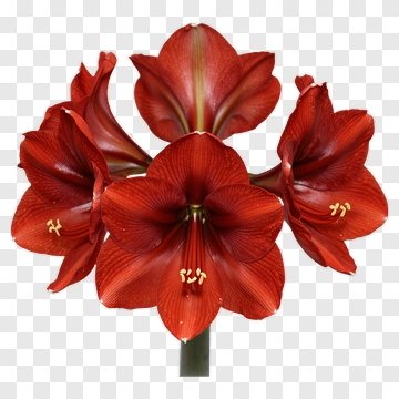 Red Amaryllis Flower Bouquet PNG