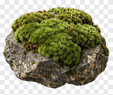 Moss Covered Rock PNG