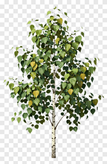 Birch Tree With Green And Yellow Leaves PNG