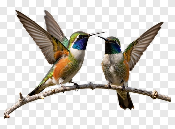 Hummingbirds Perched On A Branch PNG