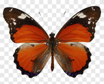 Butterfly With Orange And Black Wings PNG