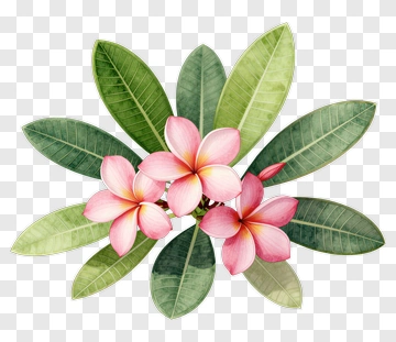 Colorful Plumeria Flowers With Green Leaves PNG