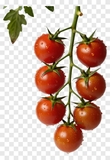 Fresh Tomatoes On A Vine PNG
