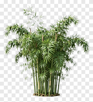 Bamboo Plant PNG