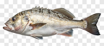 Realistic Fish PNG