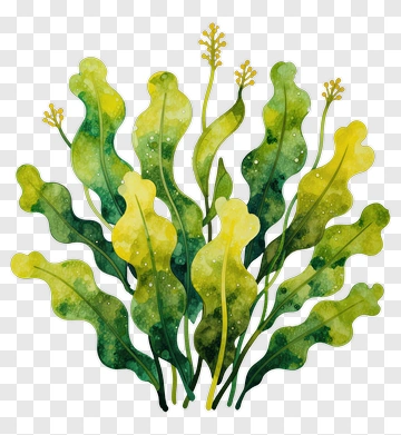 Watercolor Seaweed Plant PNG