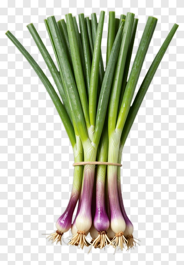 Bunch Of Fresh Green Onions PNG