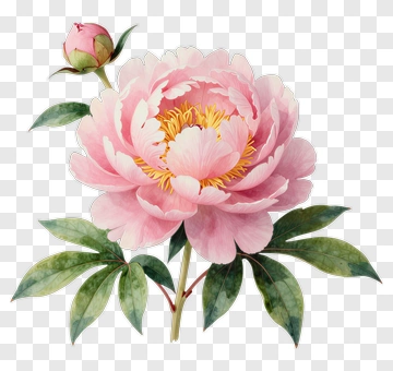 Pink Peony Flower With Bud PNG