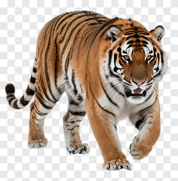 Tiger Walking In The Wild PNG