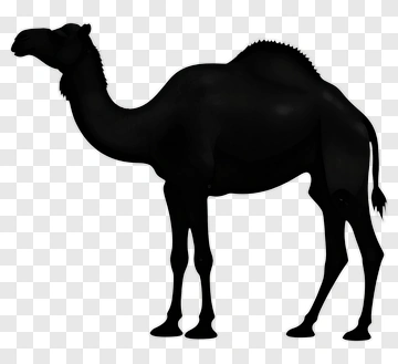 Silhouette Of A Camel PNG