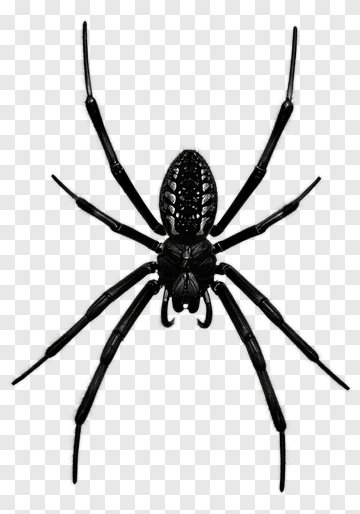 Black Spider PNG