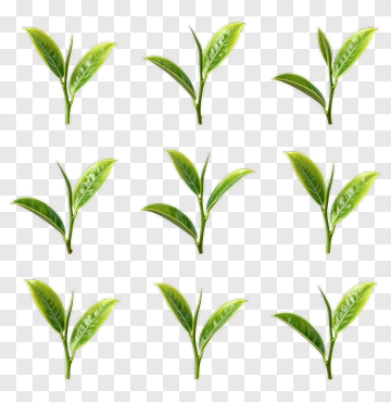 Green Tea Leaves Collection PNG