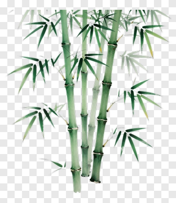 Bamboo Plant PNG