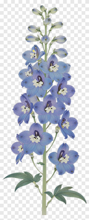 Blue Delphinium Flower PNG